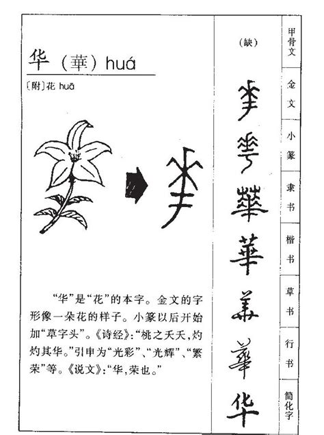 華名字意思|華的意思，華字的意思